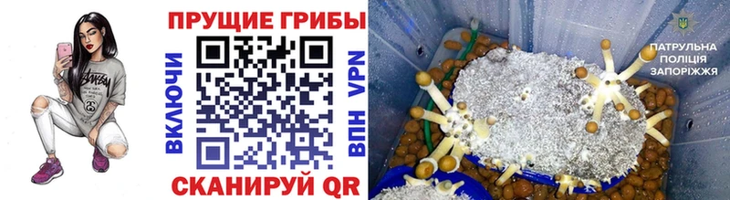 купить наркотики сайты  Черемхово  Галлюциногенные грибы GOLDEN TEACHER 